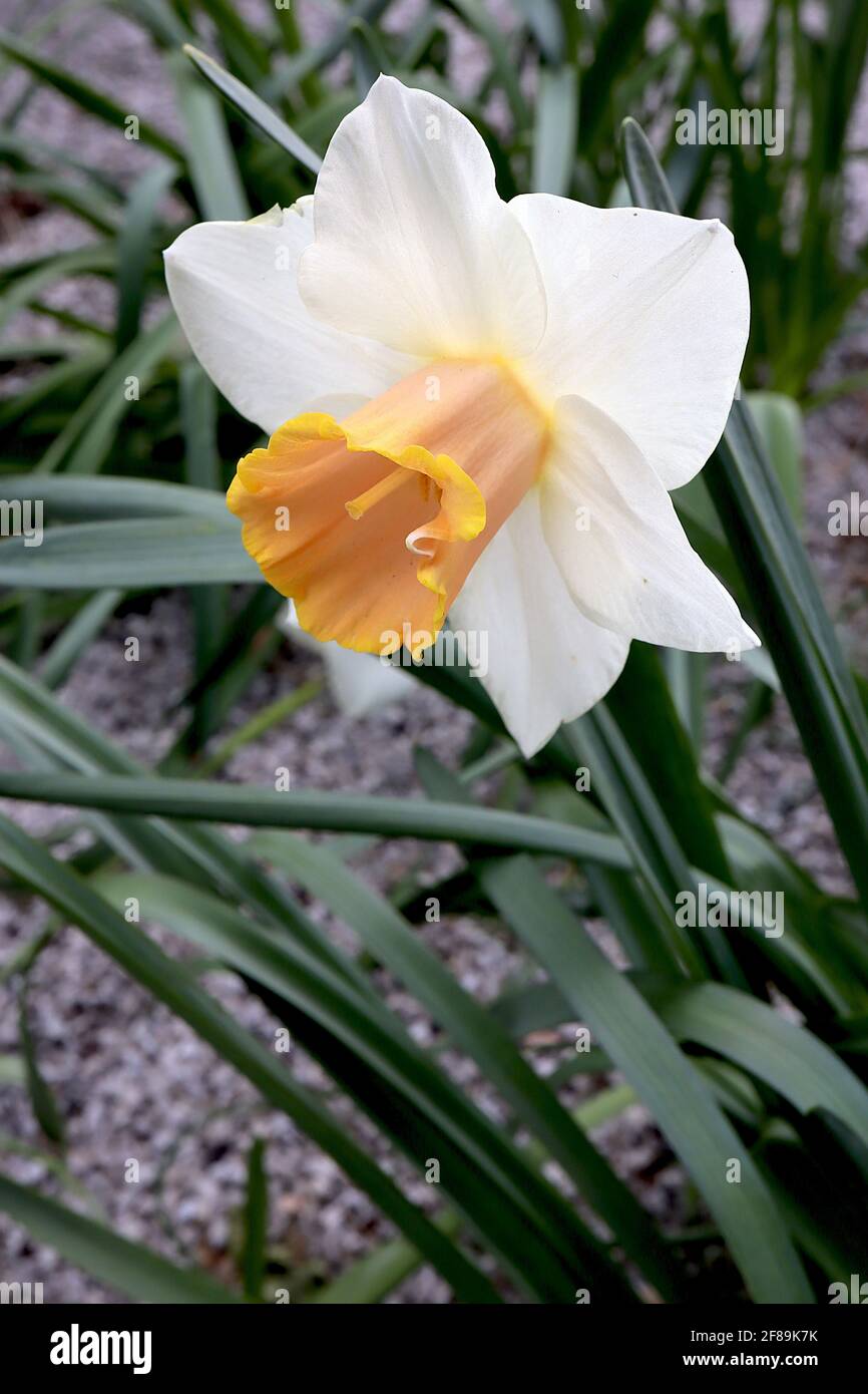 Narcissus / Daffodil ‘Salome’ Division 2 jonquilles à grosses coudées pétales blancs, trompette rose pâle puis jaune, trompette à rebord jaune, avril, Angleterre, Banque D'Images