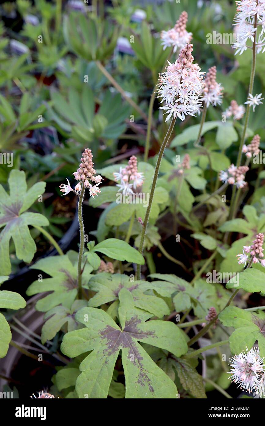 Tiarella ‘Spring Symphony’ mousse fleur Spring Symphony – pointes de fleurs de minuscules fleurs blanches en forme d'étoile, avril, Angleterre, Royaume-Uni Banque D'Images