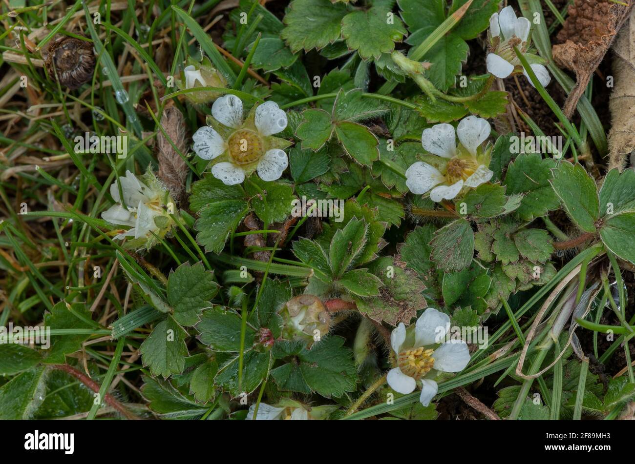 Fraise stérile, Potentilla sterilis, en fleur au début du printemps. Banque D'Images