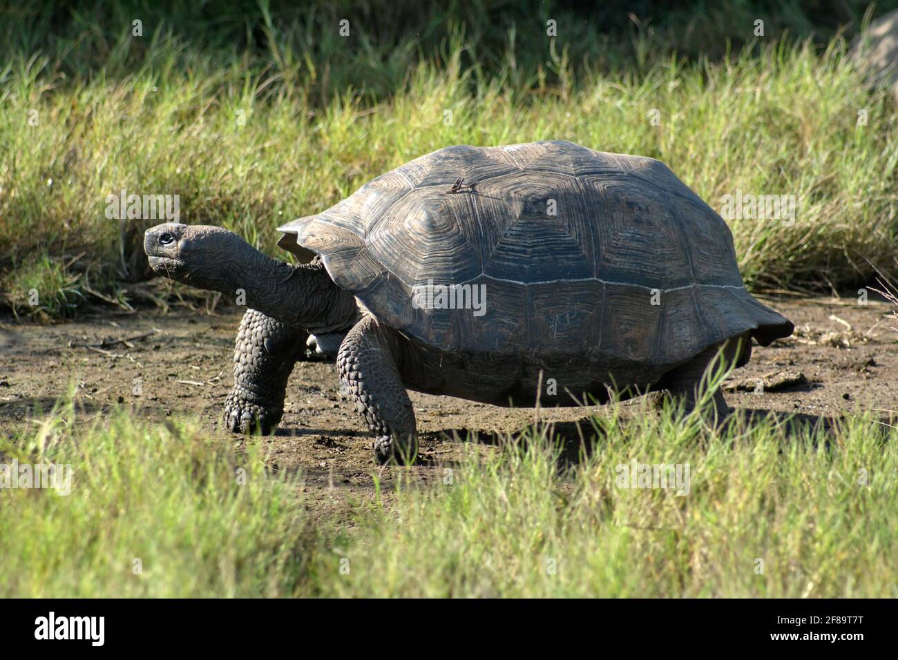 Tortue géante de Galapagos marchant sur un chemin à la baie d'Urbina, Île Isabela, Galapagos, Equateur Banque D'Images