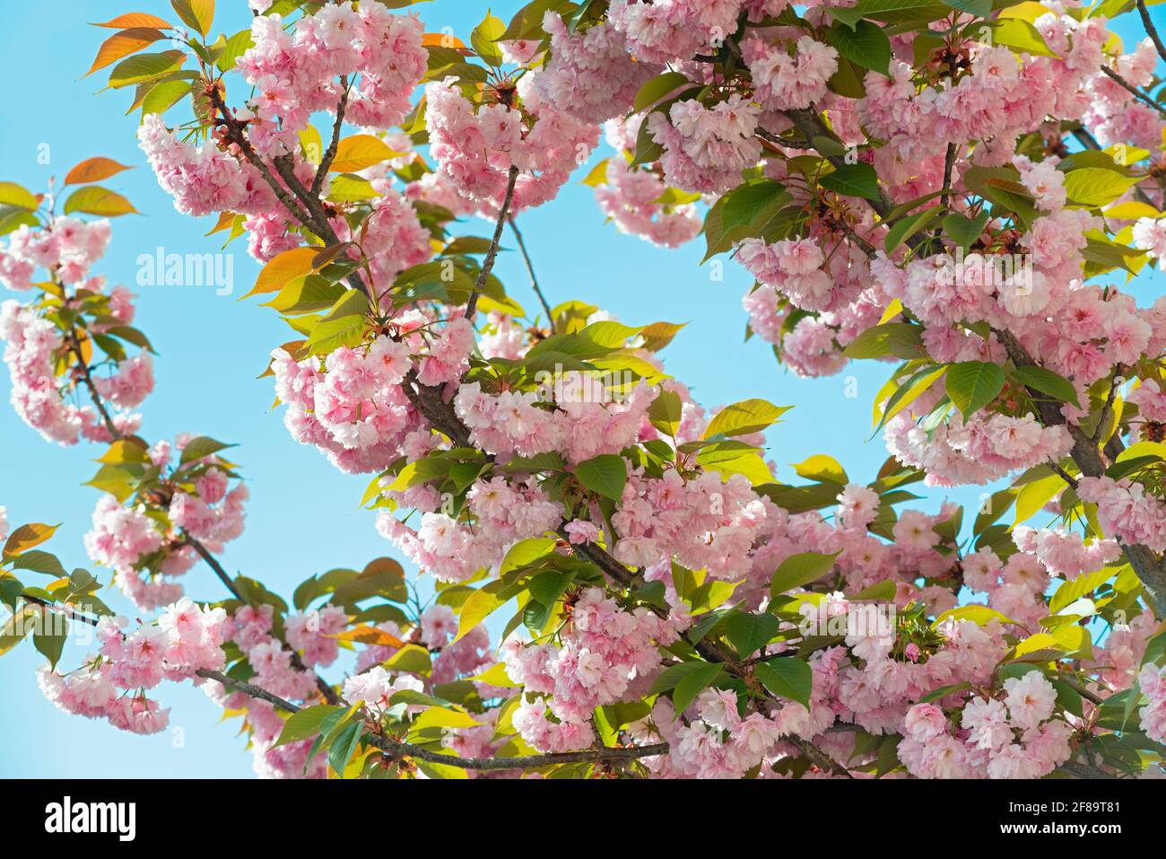 Fleurs de cerisier ornementales roses, Prunus Serrulata Kanzan Banque D'Images