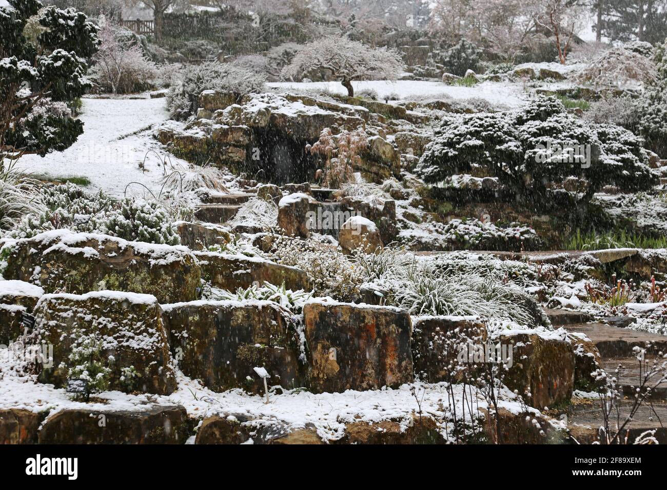 Tôt le matin, neige au Rock Garden, RHS Garden Wisley, Woking, Surrey, Angleterre, Grande-Bretagne, Royaume-Uni, Royaume-Uni, Europe Banque D'Images