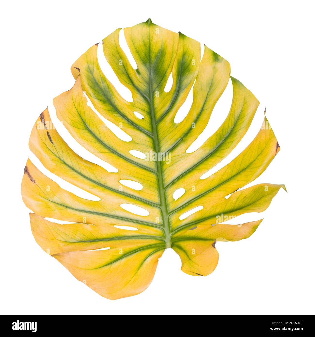 Gros plan sur la feuille jaune de Monstera, plante de fromage suisse  tropicale. Bonjour, exprience saisonnire d't Photo Stock - Alamy
