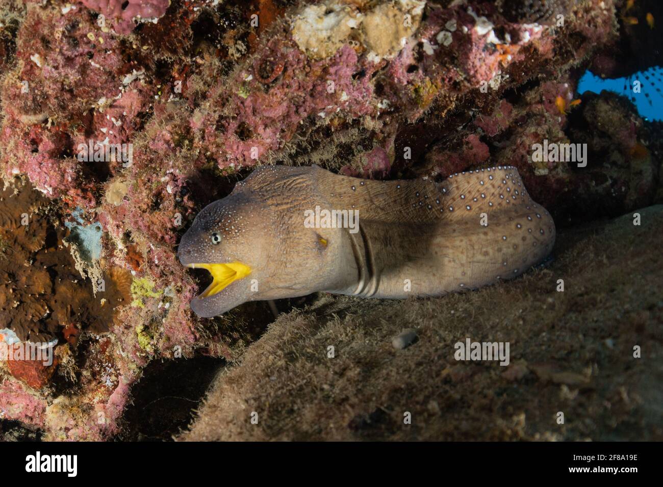 La murène Mooray lycodontis undulatus dans la mer Rouge, Eilat, Israël Banque D'Images