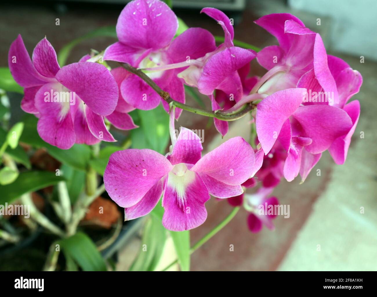 Mise au point sélective sur la fleur d'orchidée centrale sur une couleur pourpre bouquet de fleurs d'orchidée Banque D'Images