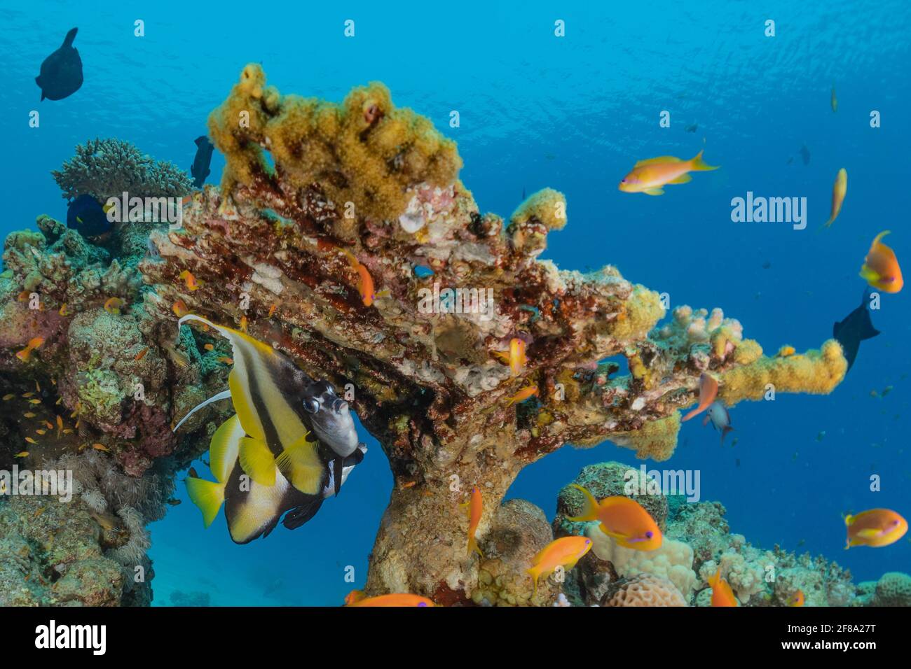 Récif de corail et plantes aquatiques dans la mer Rouge, Eilat Israël Banque D'Images