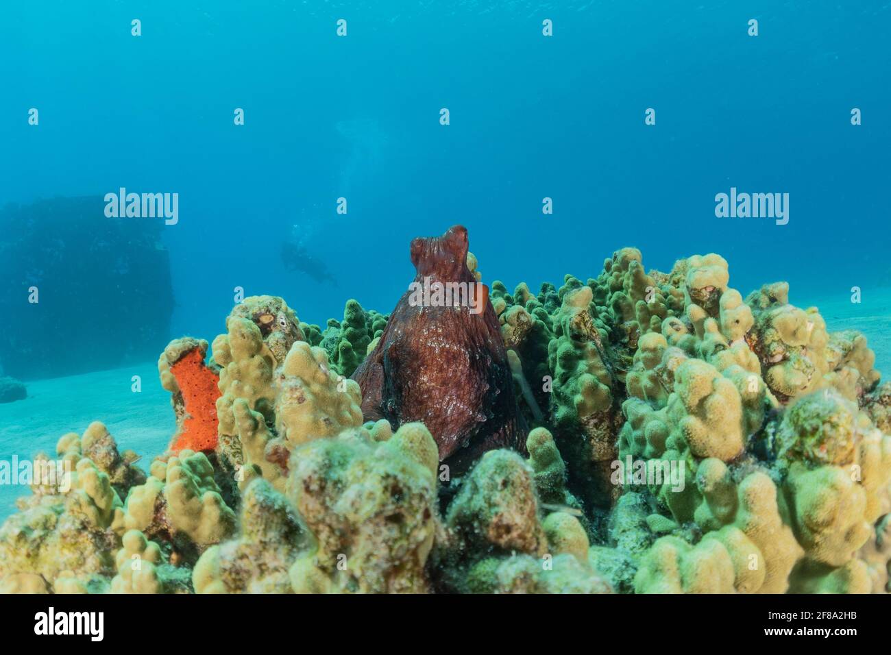 Poulpe, roi du camouflage dans la mer Rouge, Eilat Israël Banque D'Images