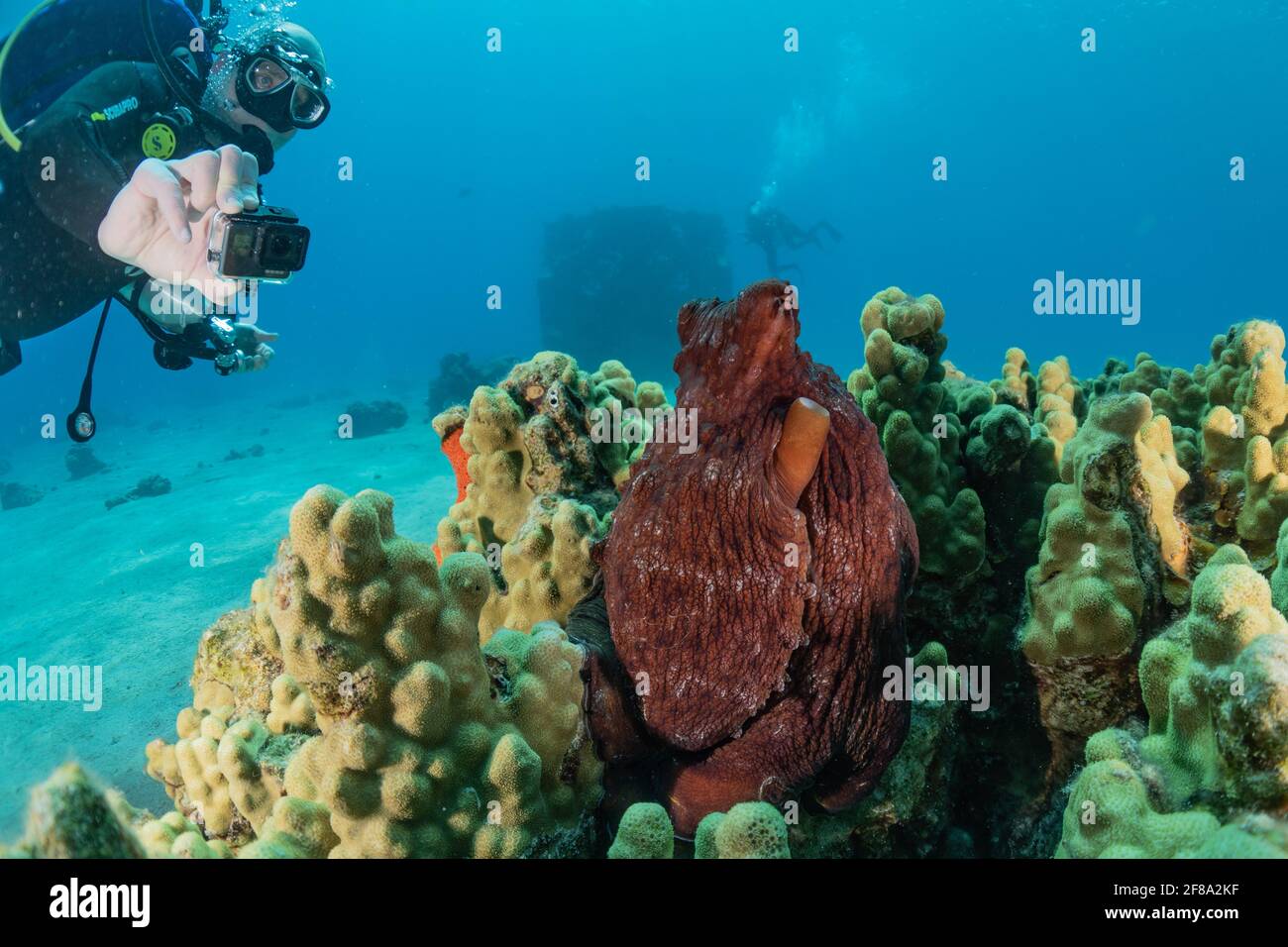 Poulpe, roi du camouflage dans la mer Rouge, Eilat Israël Banque D'Images