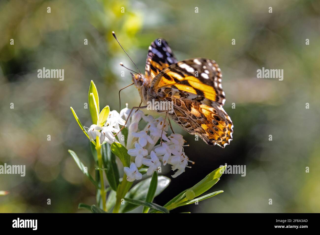 Lady Butterfly peinte se nourrissant sur les fleurs Banque D'Images