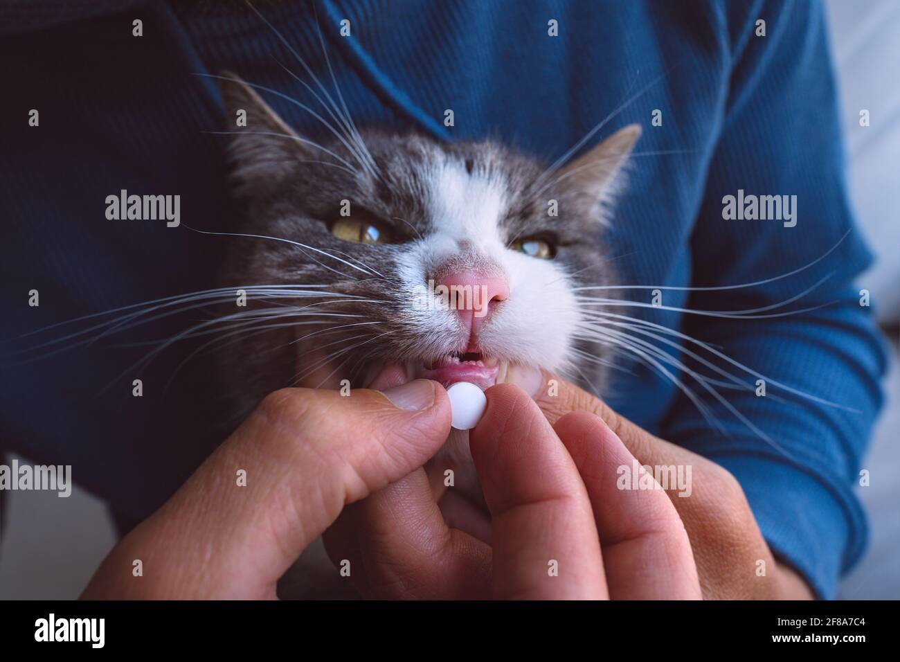 Pet Medication Banque D Image Et Photos Alamy