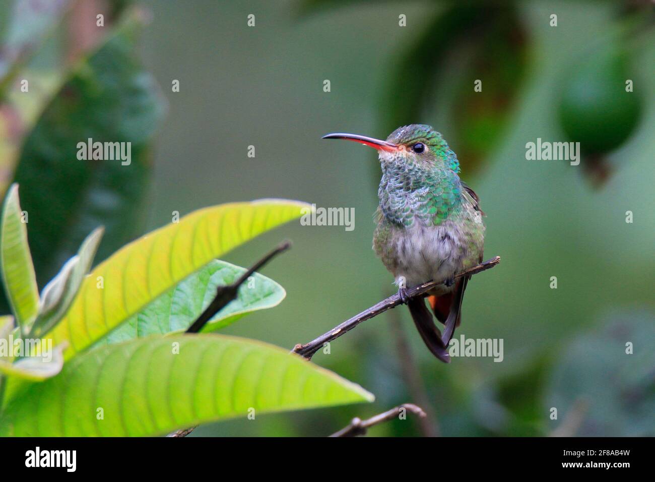Colibri d'émeraude versicolore perché sur une branche à Mindo, en Équateur, en Amérique du Sud Banque D'Images