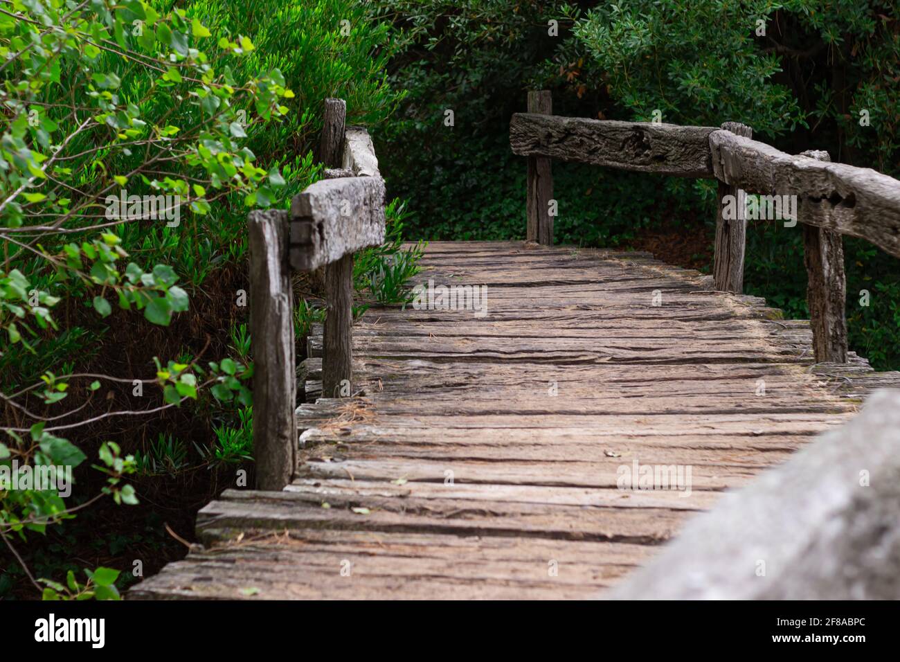 Petit pont en bois dans la forêt. Banque D'Images