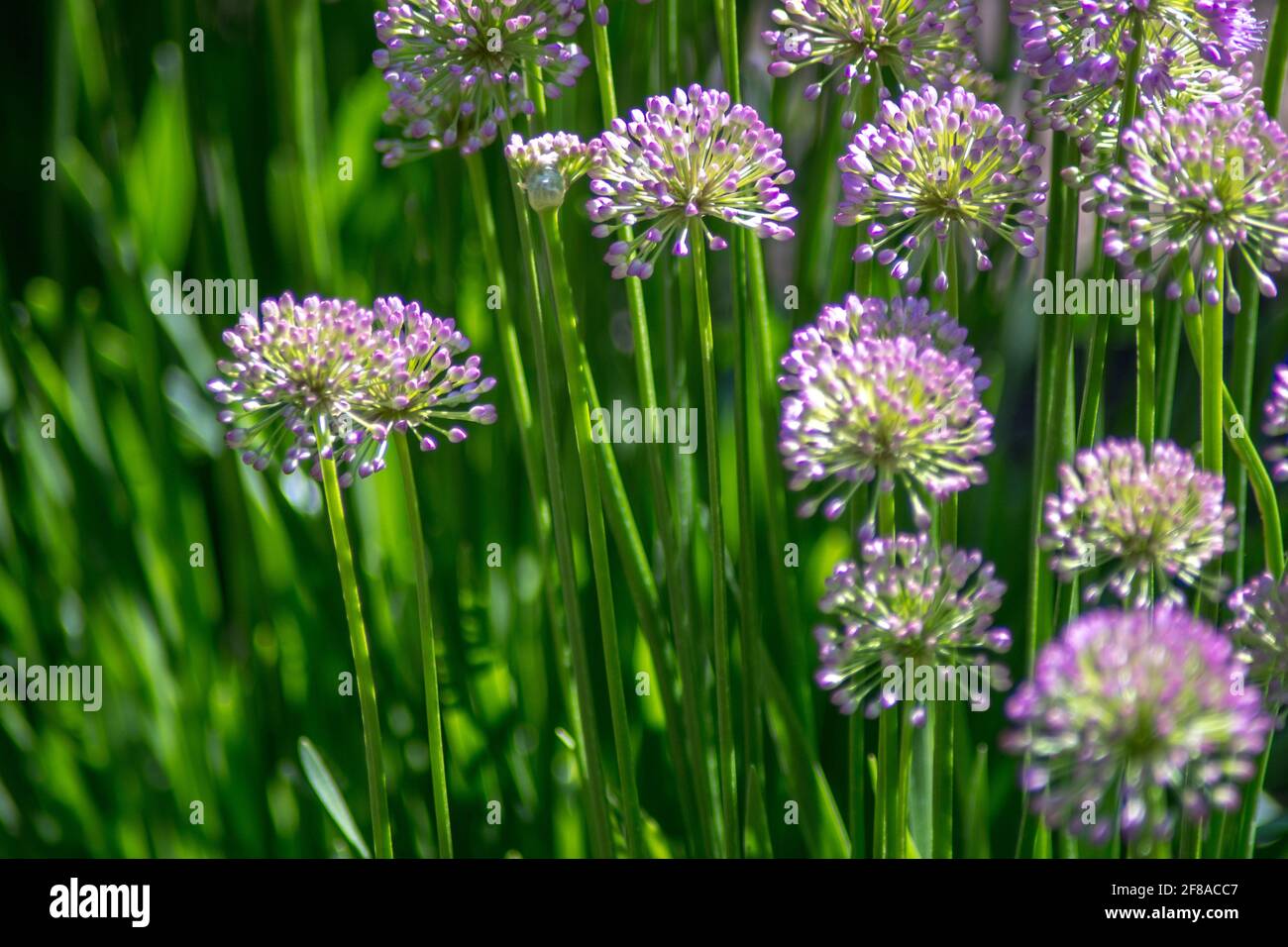 Les fleurs d'allium, d'un violet piquant, poussent dans un joli jardin  Sumner Photo Stock - Alamy