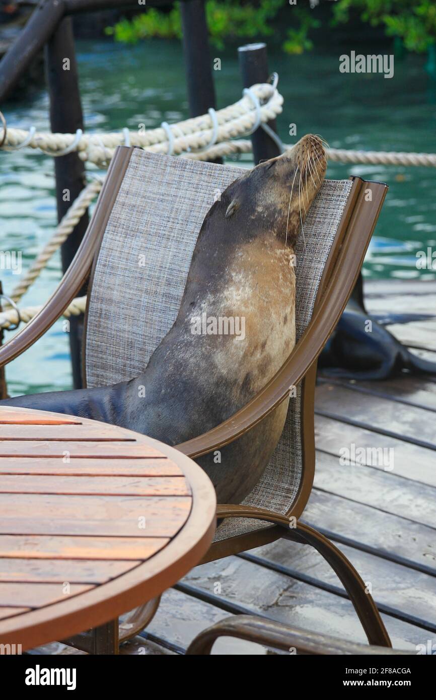 Phoque à fourrure assis ou dormant dans la chaise de pont sur Isla Santa Cruz, Galapagos, Équateur Banque D'Images