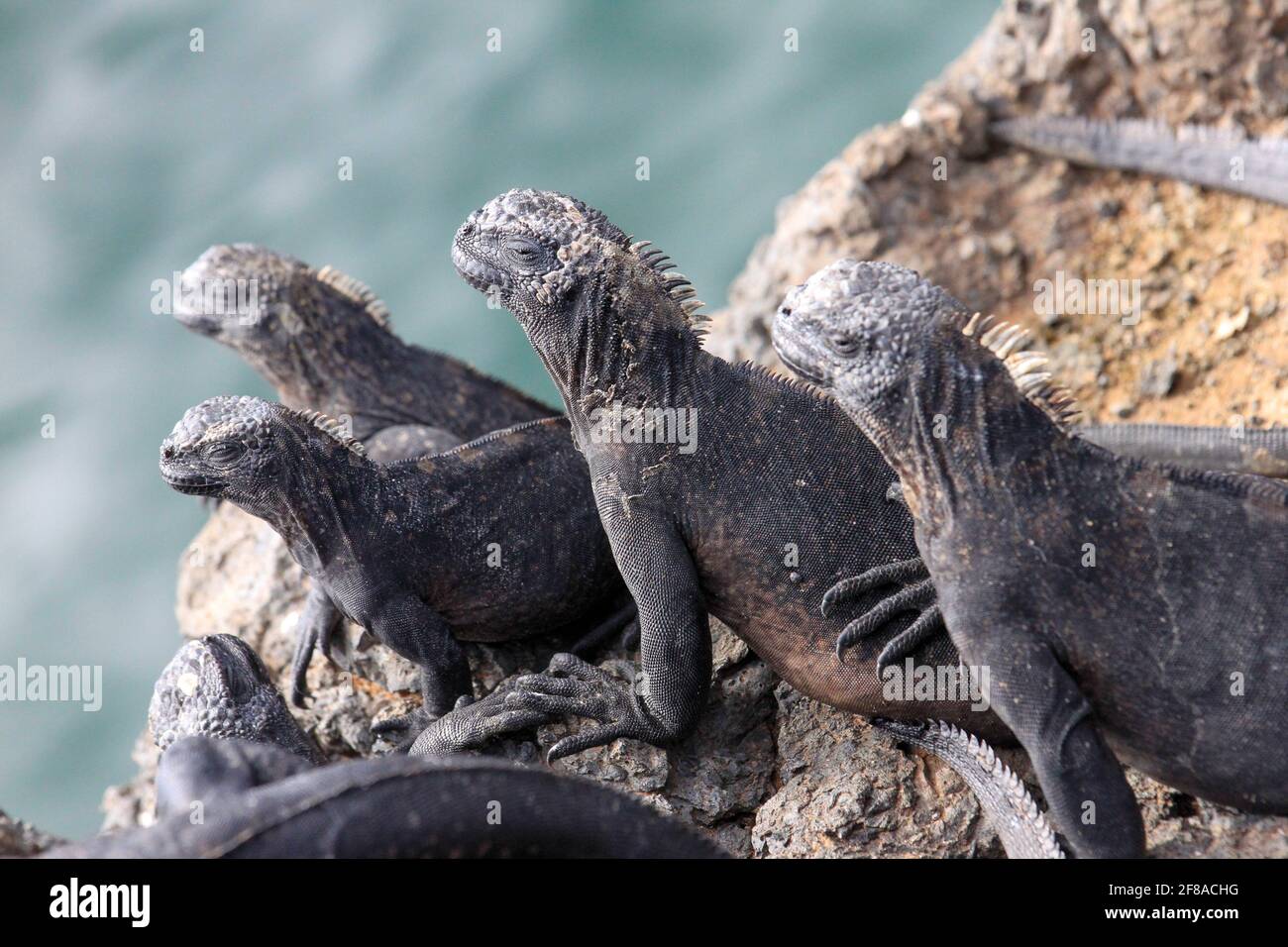 Pile de soleil, iguanes souriants sur les rochers au-dessus de l'eau sur Las Tintoreras, Galapagos, Equateur Banque D'Images