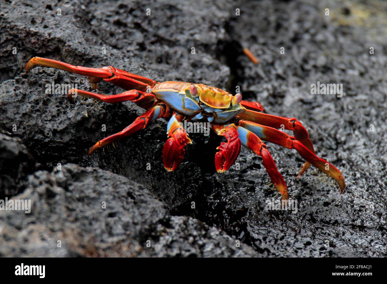 Sally Lightfoot Crab ou Red Rock Crab on Rocks of Île de Galapagos Banque D'Images
