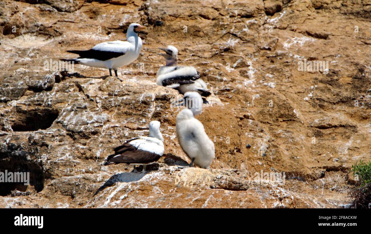 Nazca booby (Sula granti) parents avec des poussins sur un petit îlot stérile au large de la côte de l'île Floreana, Galapagos, Equateur Banque D'Images
