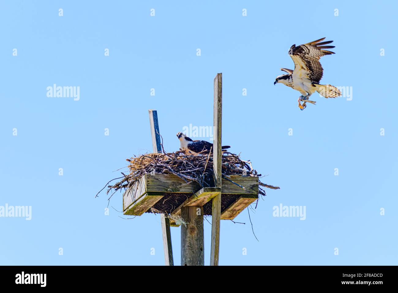osprey paire avec nid sur plate-forme et un en vol Banque D'Images