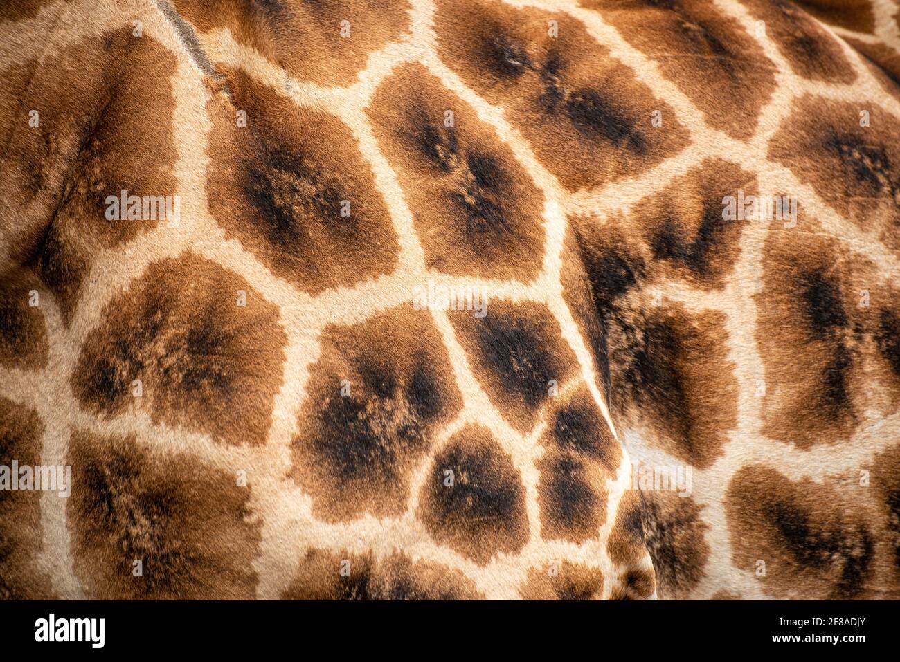 gros plan de la girafe cache montrant des formes géométriques Banque D'Images