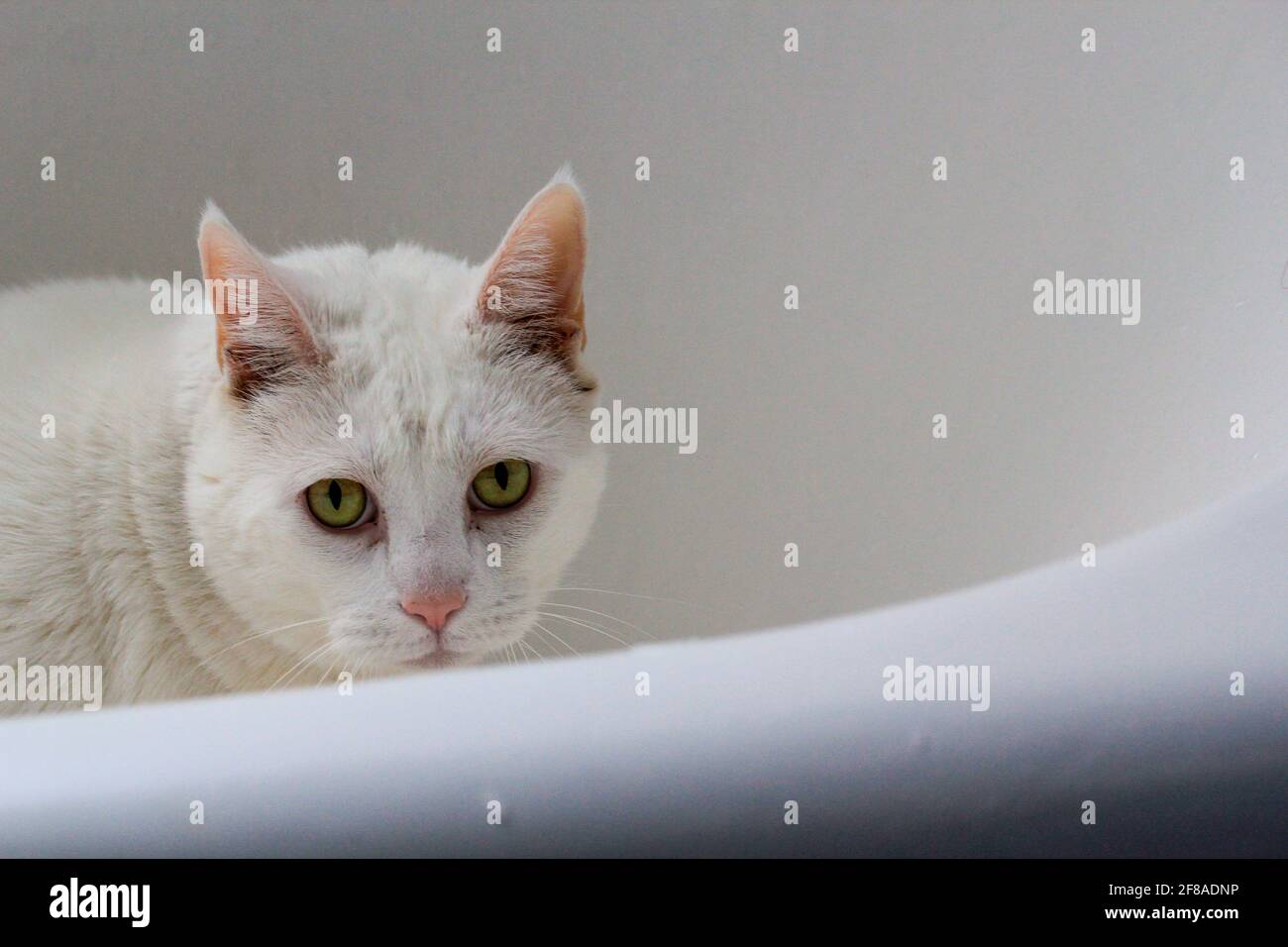 Gros Plan D Un Gros Chat Blanc Aux Yeux Verts Et Rose Nez Dans La Baignoire Blanche Photo Stock Alamy