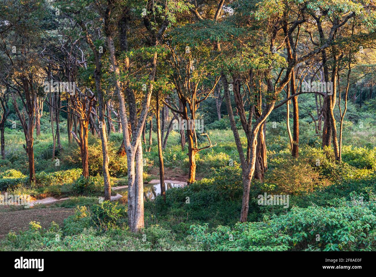 Zone forestière près de Nairobi Banque D'Images