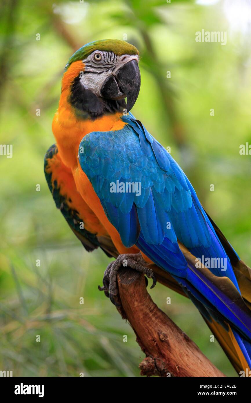 Bleu et or Macaw Parrot gros plan au zoo d'Audubon, Nouvelle-Orléans, Louisiane Banque D'Images