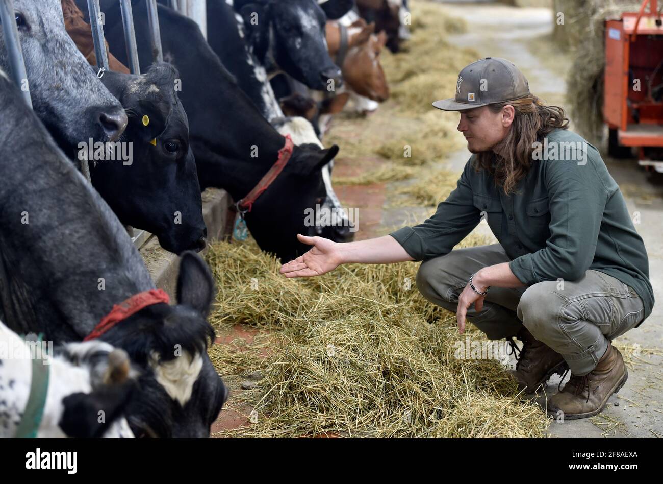 Un agriculteur atteint l'une des vaches laitières des terres de Hillside Farm.Sierra Krohnemann et Joe Brien des terres de Hillside Farms se sont associés à un autre programme à but non lucratif, Timshel Wildland, pour un don de veau. Ce partenariat et ce programme démontrent l'action de l'agriculture régénératrice, fondée sur la passion biologique pour les questions environnementales et le traitement humain des animaux. Le programme élimine le besoin de veaux allant à la vente aux enchères ou à une grange de vente dans laquelle le résultat final de ce veau vendu est inconnu. Dans ce nouveau modèle, les veaux seront élevés sur les pâturages de Virginie pour aider à soutenir les prairies r Banque D'Images