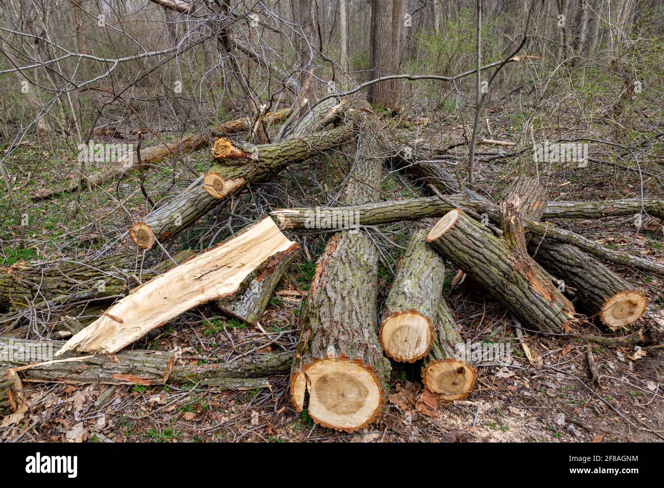 Un arbre a été coupé en rondins dans la forêt du parc du comté de Metea dans le comté d'Allen, Indiana, États-Unis. Banque D'Images