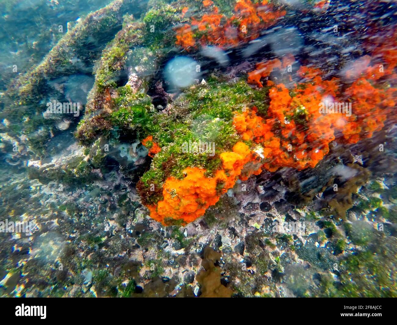 Corail orange vif sur des rochers recouverts d'algues à Tage Cove, Isabela Island, Galapagos, Équateur Banque D'Images