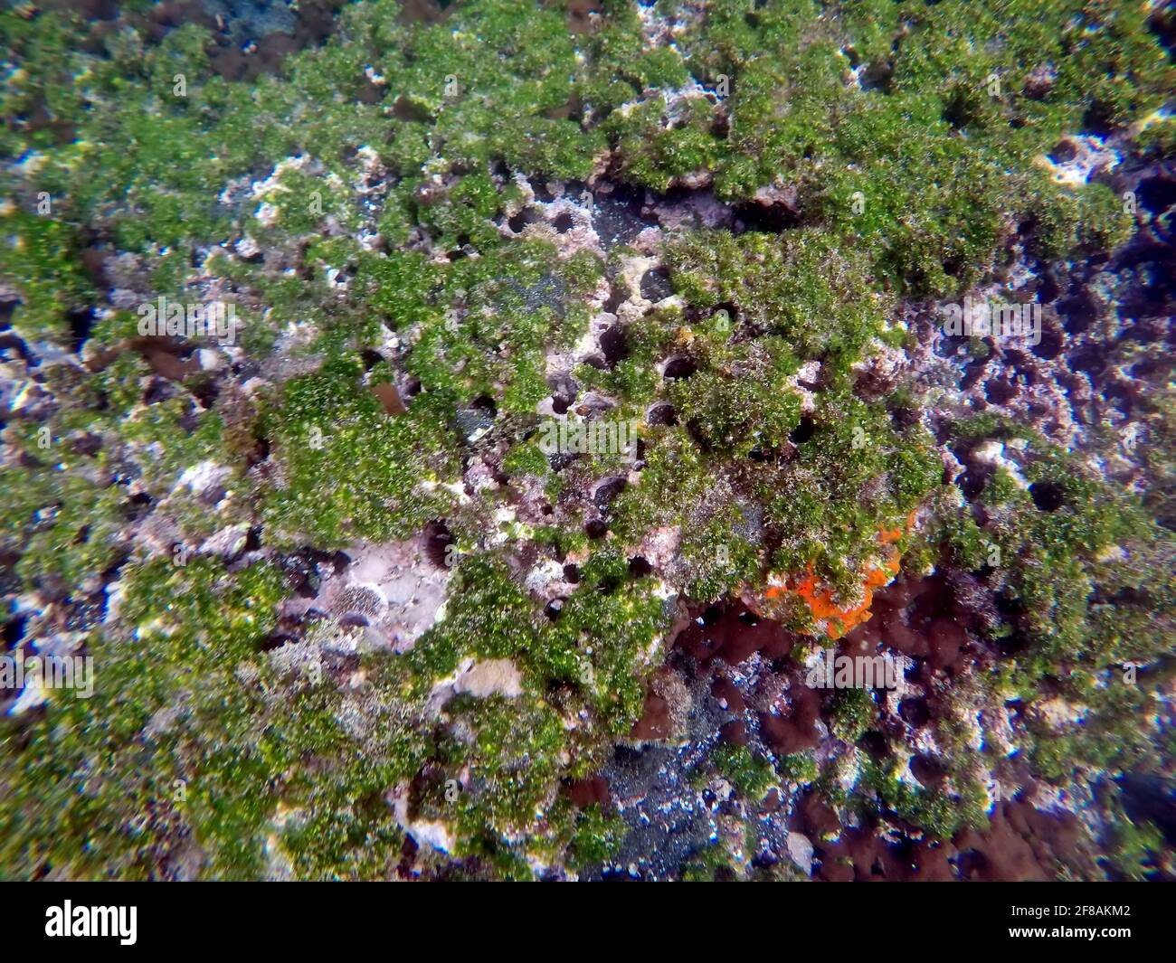 Roche recouverte d'algues et de corail orange vif à Tage Cove, sur l'île Isabela, Galapagos, Équateur Banque D'Images