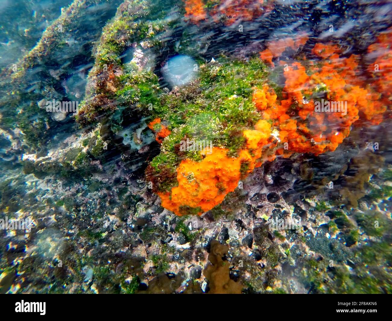 Corail orange vif sur des rochers recouverts d'algues à Tage Cove, Isabela Island, Galapagos, Équateur Banque D'Images