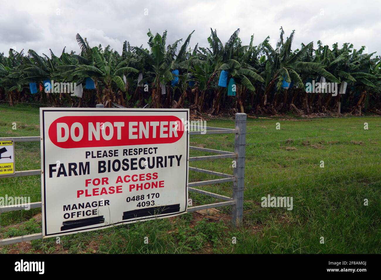 Panneau de biosécurité/quarantaine à la ferme de banane, Atherton Tableland, près de Cairns, Queensland, Australie. Pas de PR Banque D'Images