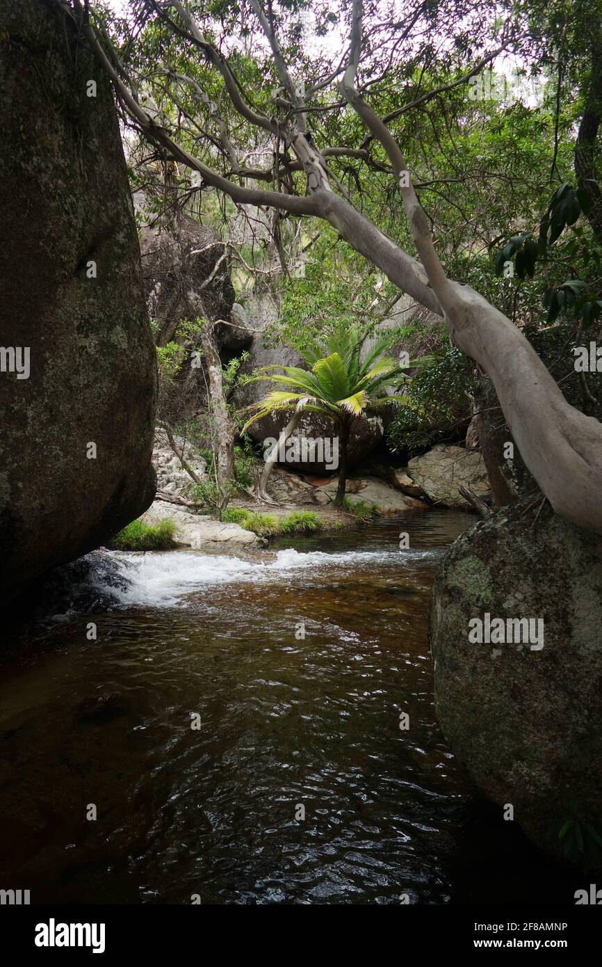Palmier parmi les rochers à Emerald Creek, près de Mareeba, Atherton Tableland, Queensland, Australie Banque D'Images