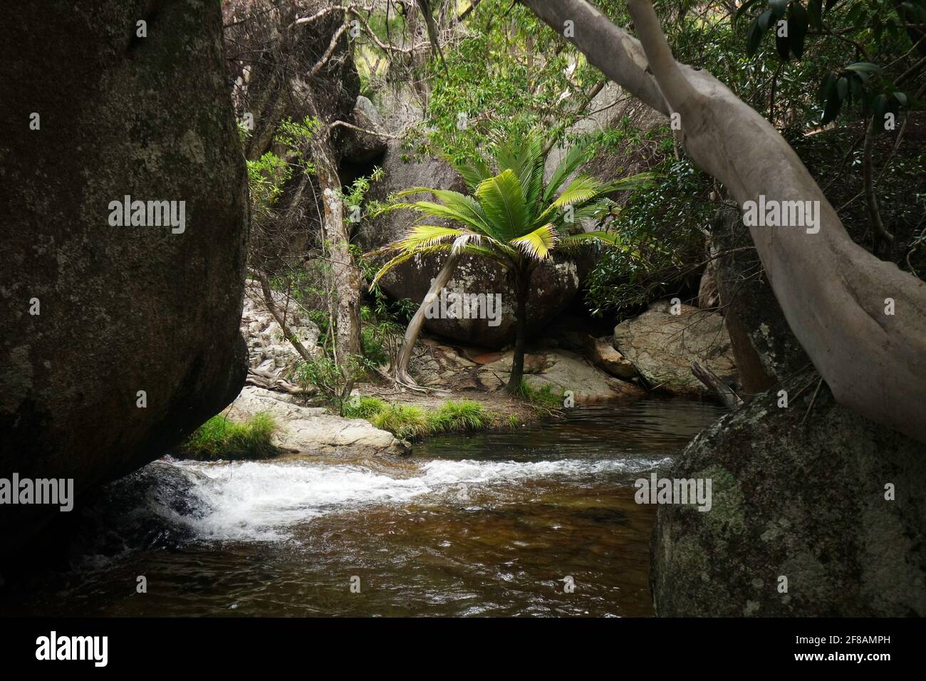 Palmier parmi les rochers à Emerald Creek, près de Mareeba, Atherton Tableland, Queensland, Australie Banque D'Images