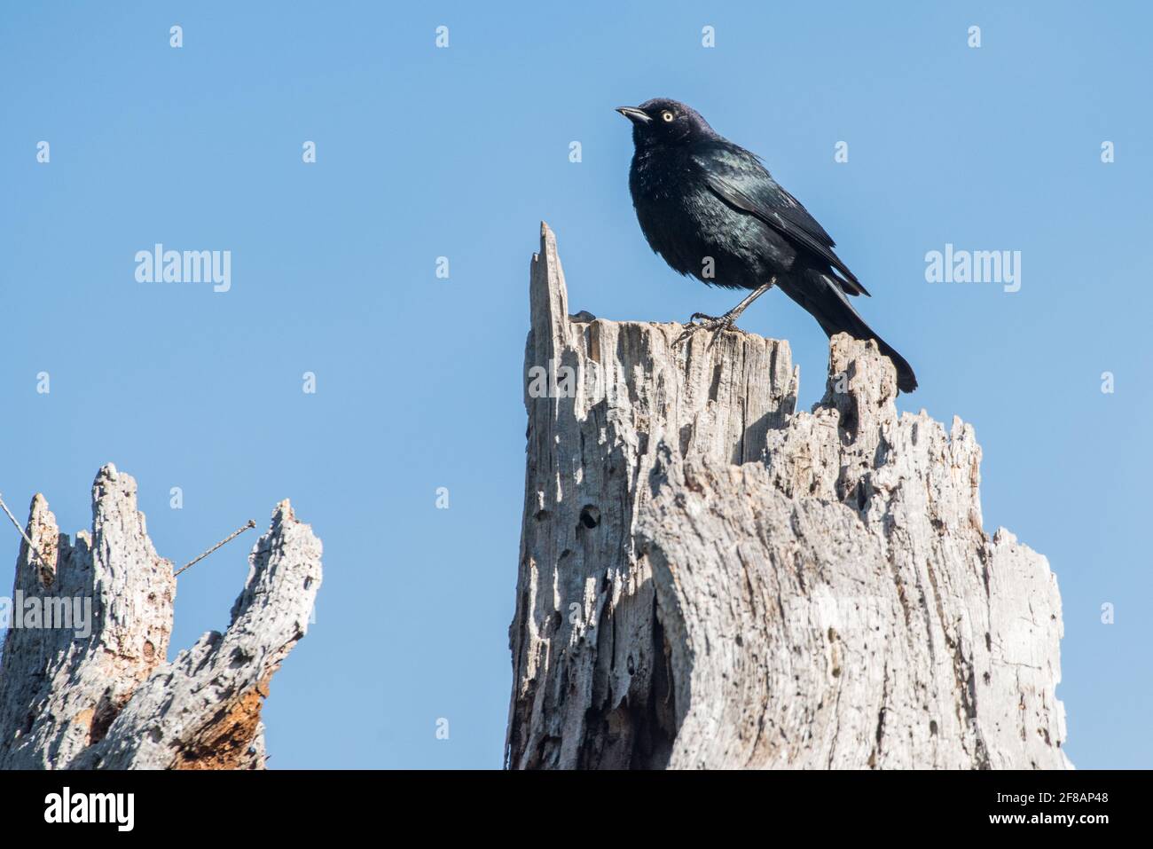 Le blackbird de Brewer (Euphagus cyanocephalus) de la région de Wawona, parc national de Yosemite, Californie. Banque D'Images