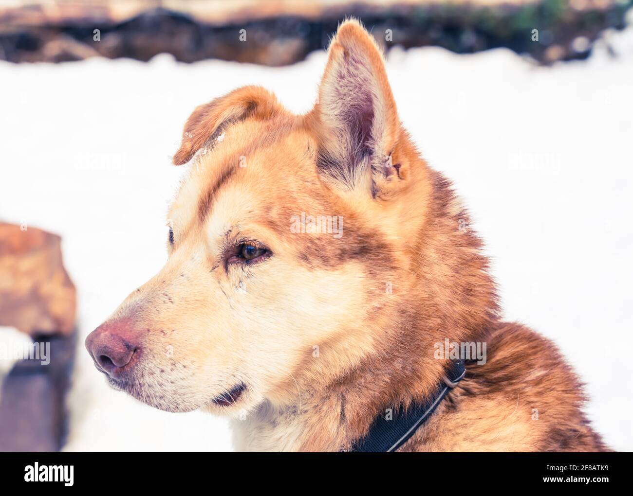 Gros plan d'un chien de traîneau husky d'Alaska jaune et orange reposant dans la cage. Banque D'Images