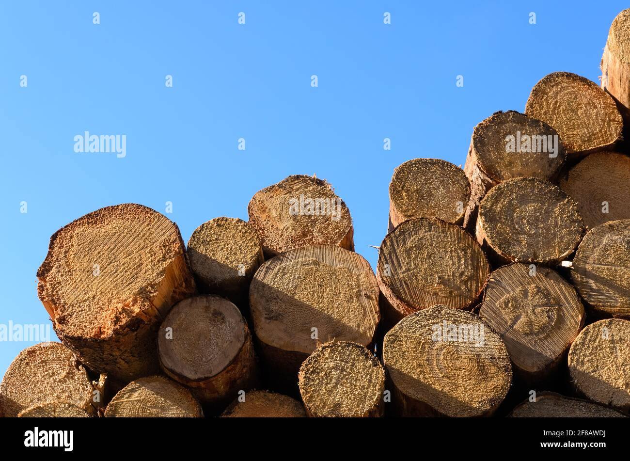 Jardin de bûcherons avec des piles d'arbres abattus ou troncs de bois avec coupe transversale, pile de bois près d'une forêt, déforestation à Westerwald, Allemagne, Europe Banque D'Images