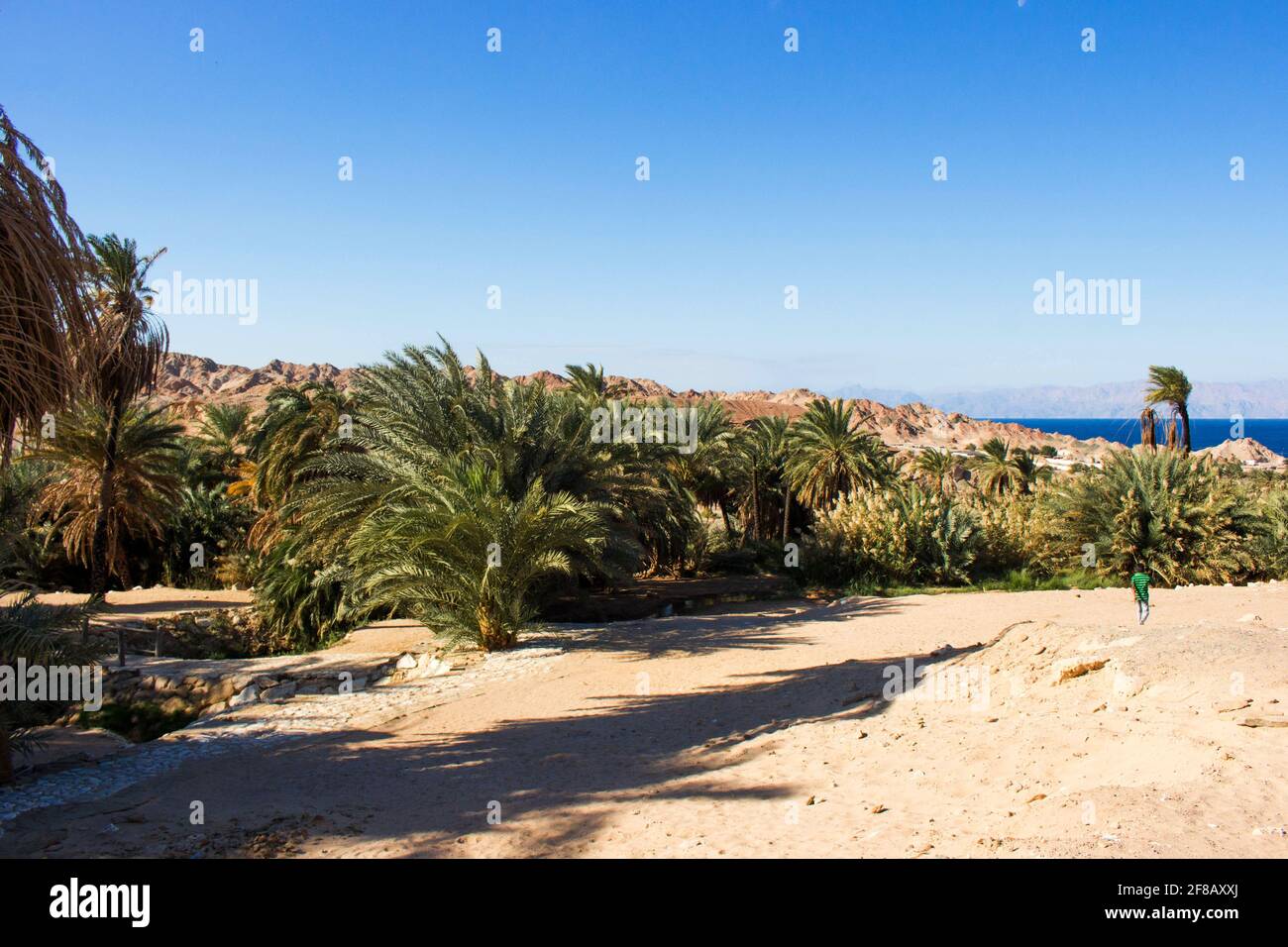 Terres agricoles saoudiennes Banque D'Images