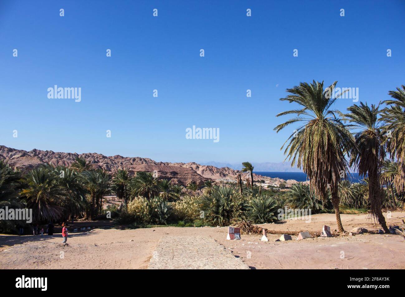 Terres agricoles saoudiennes Banque D'Images