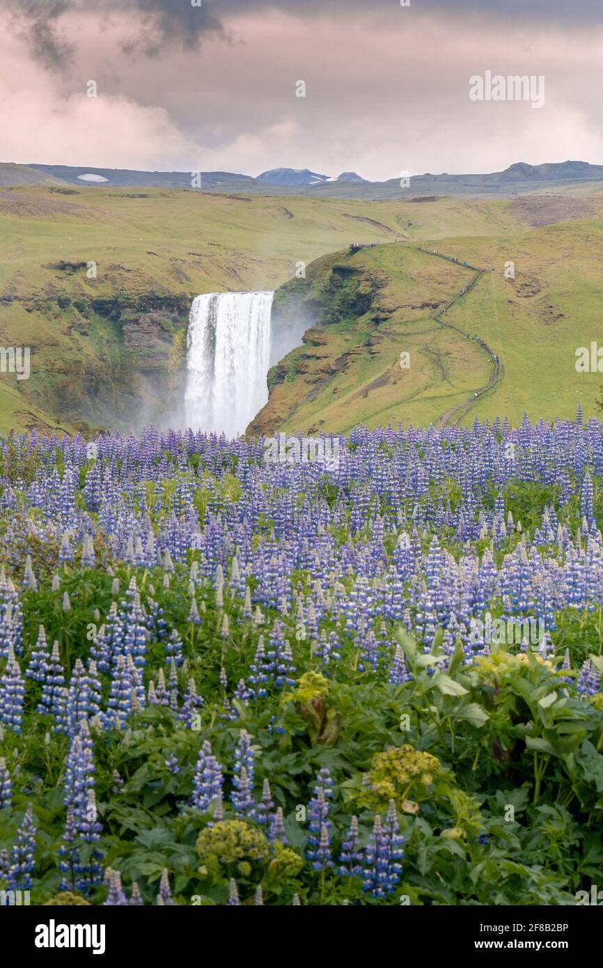 Célèbre cascade islandaise avec des fleurs violettes dans le foregroung. Skogafoss et lupinus. Lumière rouge dans les nuages. Célèbre nature islandaise. Laugavegur Banque D'Images