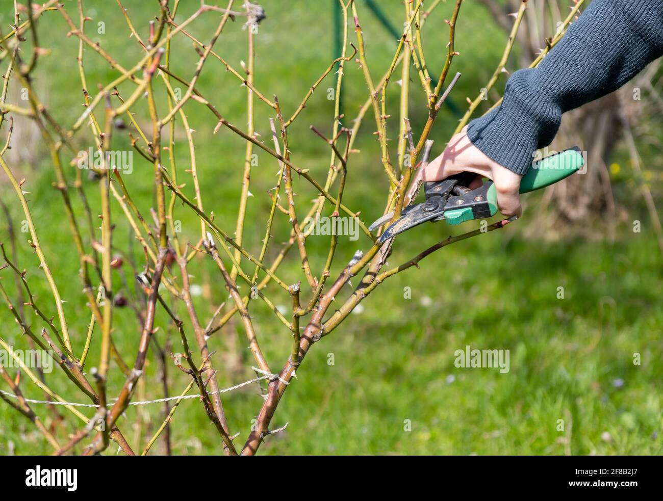 Élagage des rosiers au printemps Banque D'Images