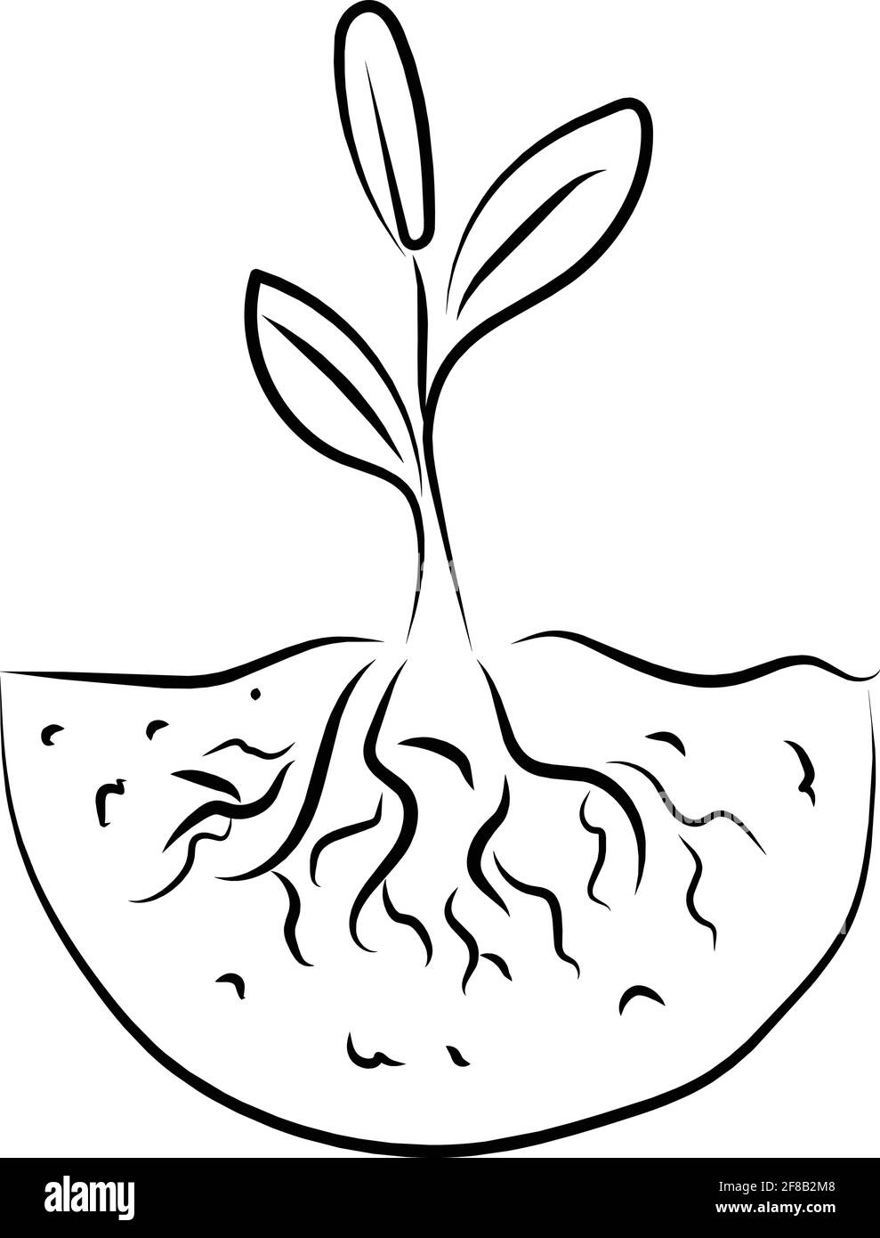 Plante avec une illustration vectorielle de dessin de ligne noire de racines Illustration de Vecteur