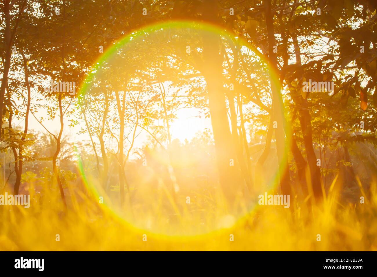 Lever de soleil magique au-dessus d'un jardin botanique en été, un soleil doré éclatant brille à travers des branches et des branches d'arbres tropicaux, éclat de lentille fantaisie. Banque D'Images