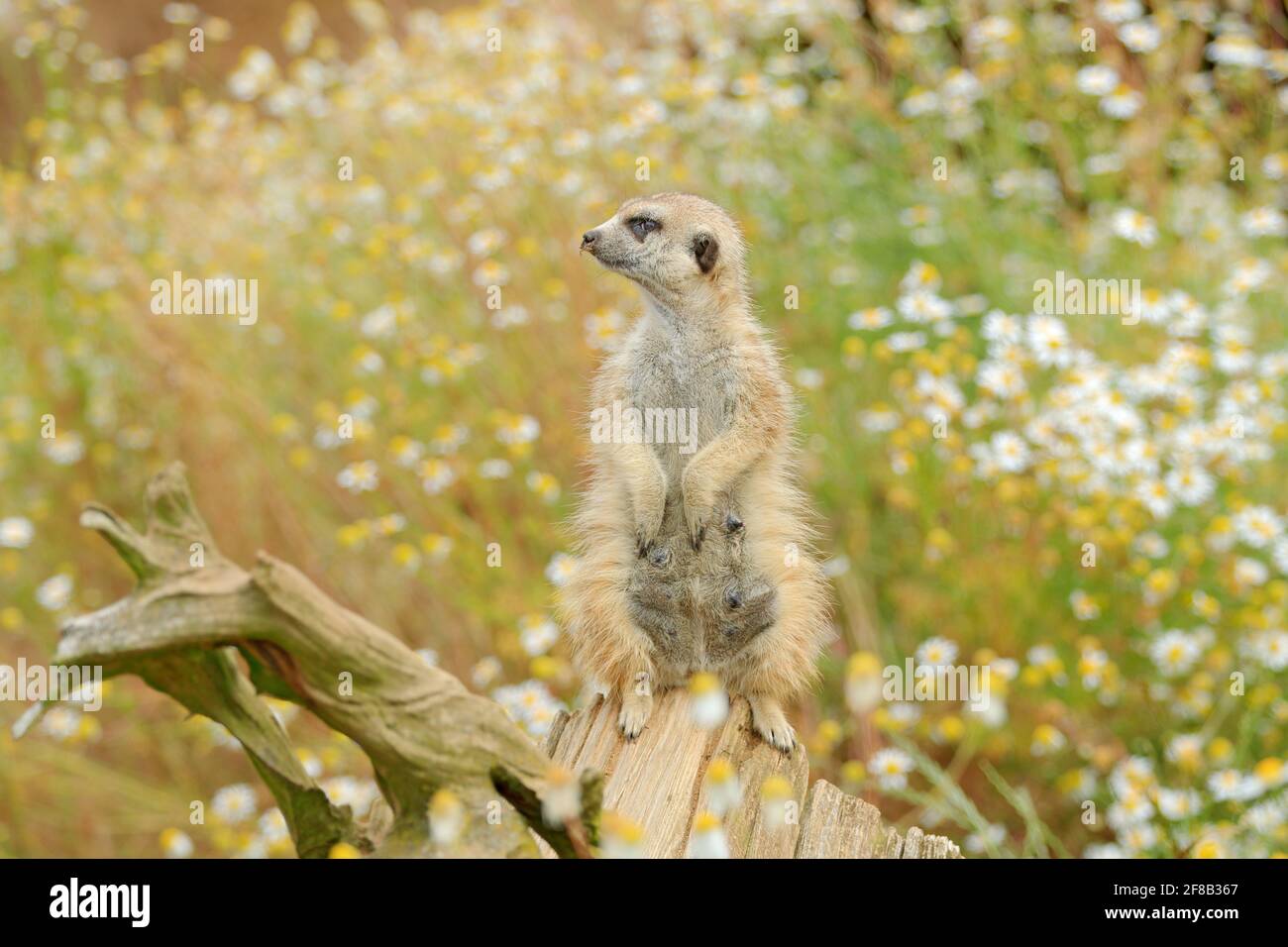 Mignon Meerkat, Suricata suricata, assis sur le tronc d'arbre dans la prairie de fleurs blanches, Namibie. Bel animal dans l'habitat de la nature. Scène de la faune fr Banque D'Images