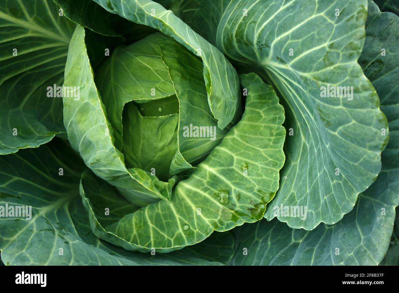 Grand chou dans le jardin. Légumes biologiques de gros chou vert frais à la ferme. Détail de chou ou fond de chou. Banque D'Images