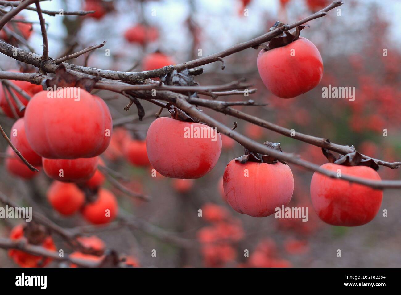 Рersimmon arbre plein de fruit photographié en automne, avec flou intentionnel Banque D'Images