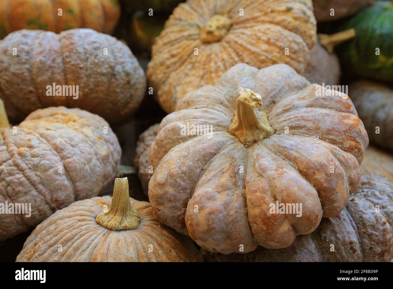 Différentes variétés de citrouilles sur le marché agricole Banque D'Images