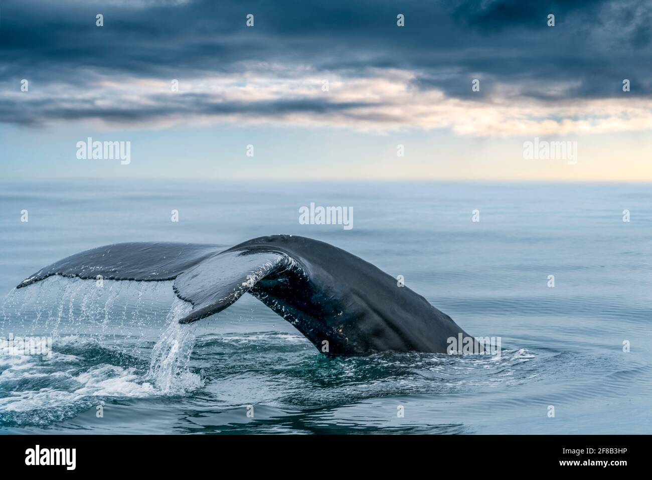 Keporkak, baleine à bosse, queue dans la mer du nord de l'Islande, Husavik, avec une lumière douce sous les nuages à l'horizon. Megaptera novaeangliae dans son Banque D'Images