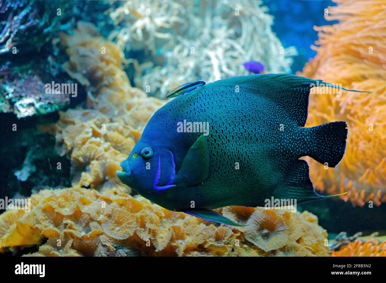 Pomacanthus semicreculatus, Coran Angelfish, habitat de l'eau de la nature. Eau bleue avec de beaux poissons bleu jaune. Animal dans l'eau de mer. Krea, océan Indien Banque D'Images
