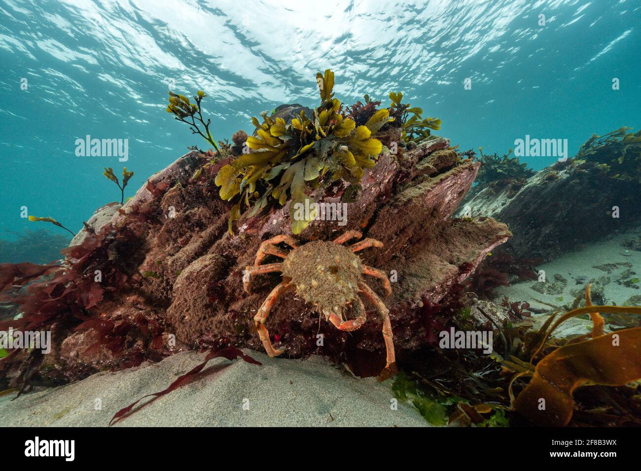 Un crabe araignée se nourrit sous un affleurement rocheux à Wembury Baie Banque D'Images